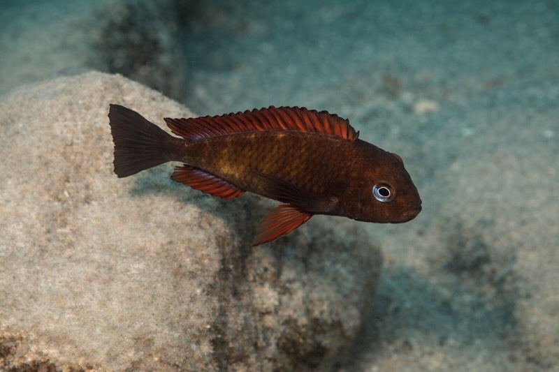 Tropheus sp. 'red' Sumbu